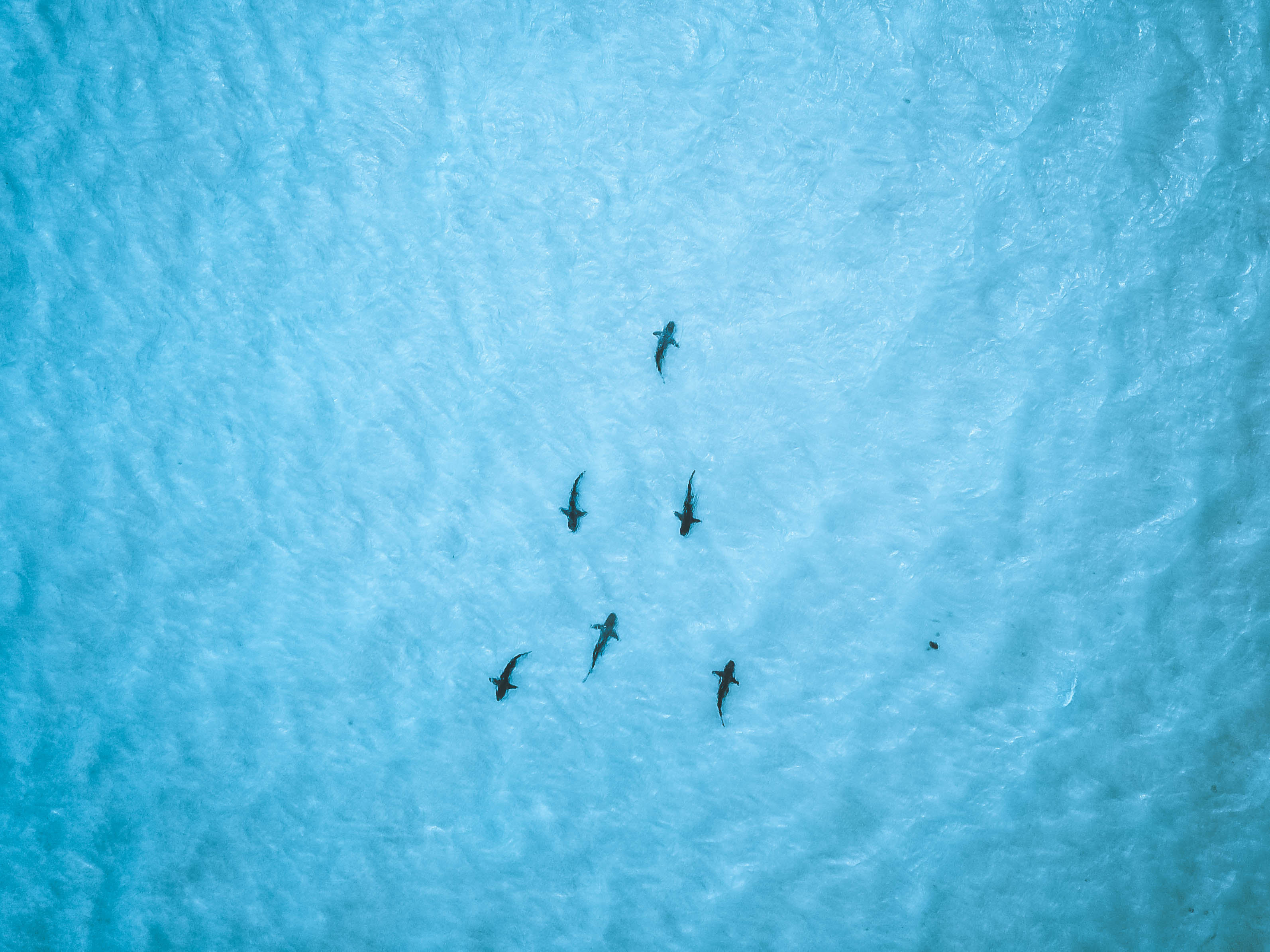 shark1