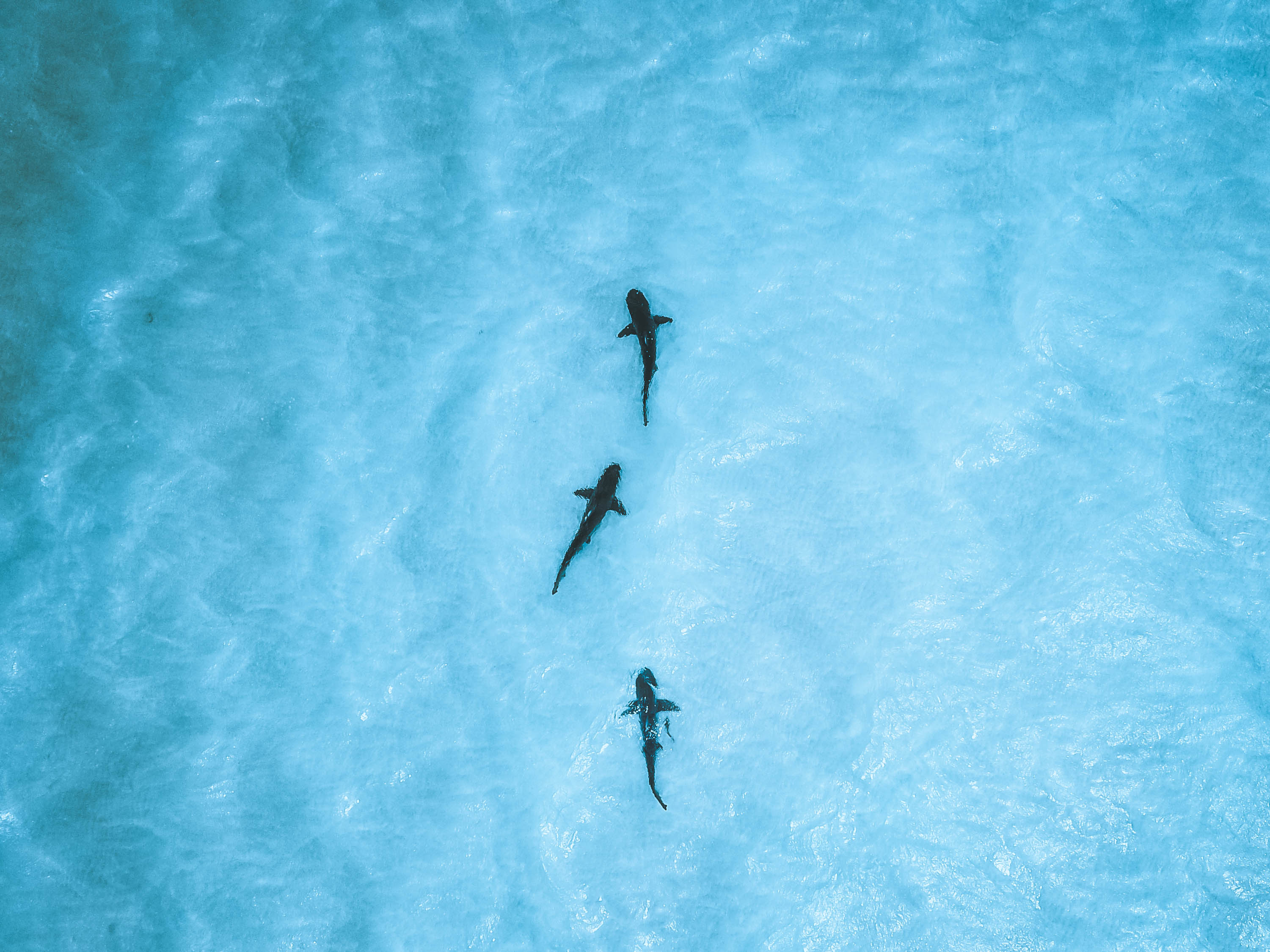 shark2
