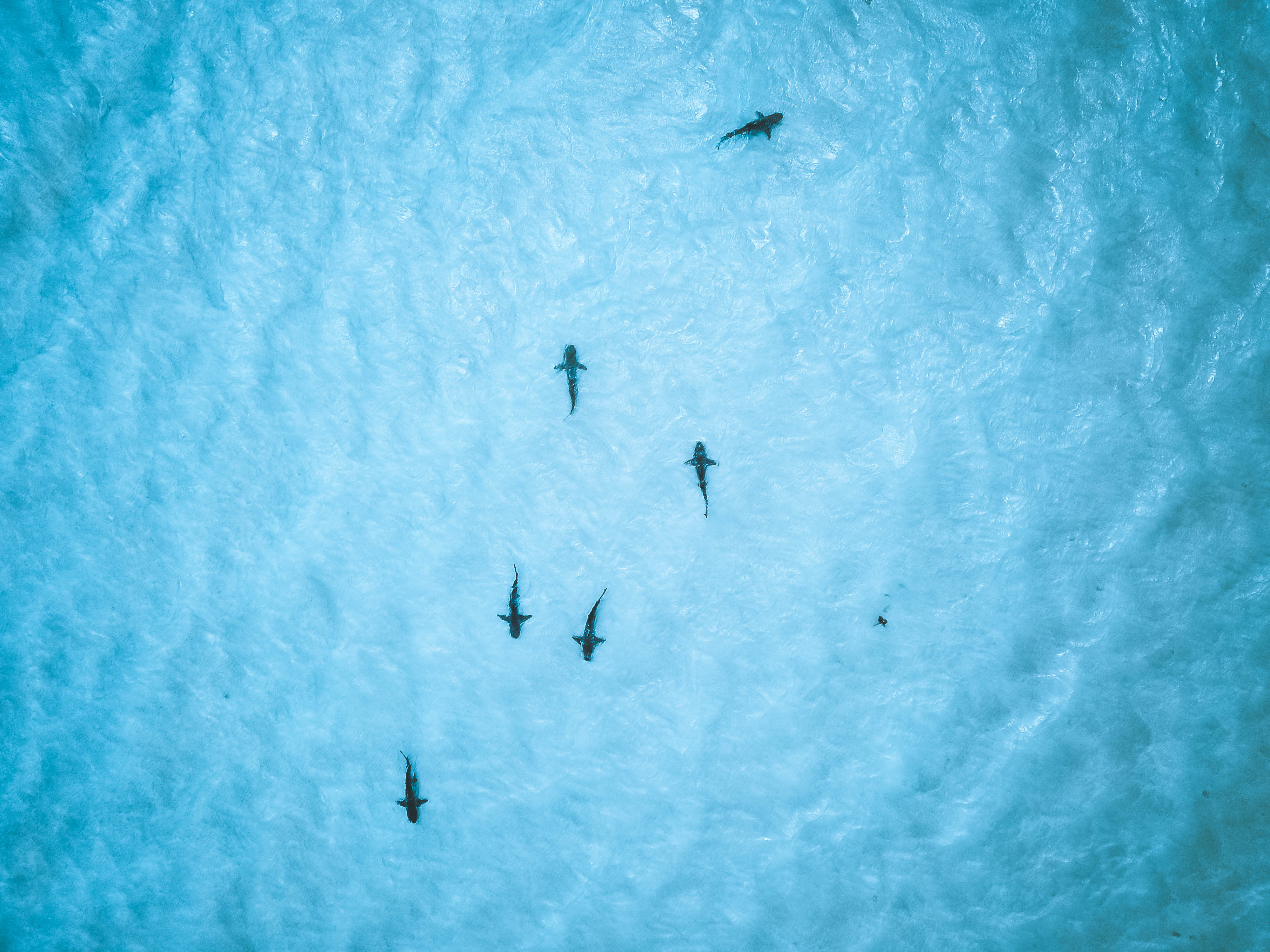 shark4
