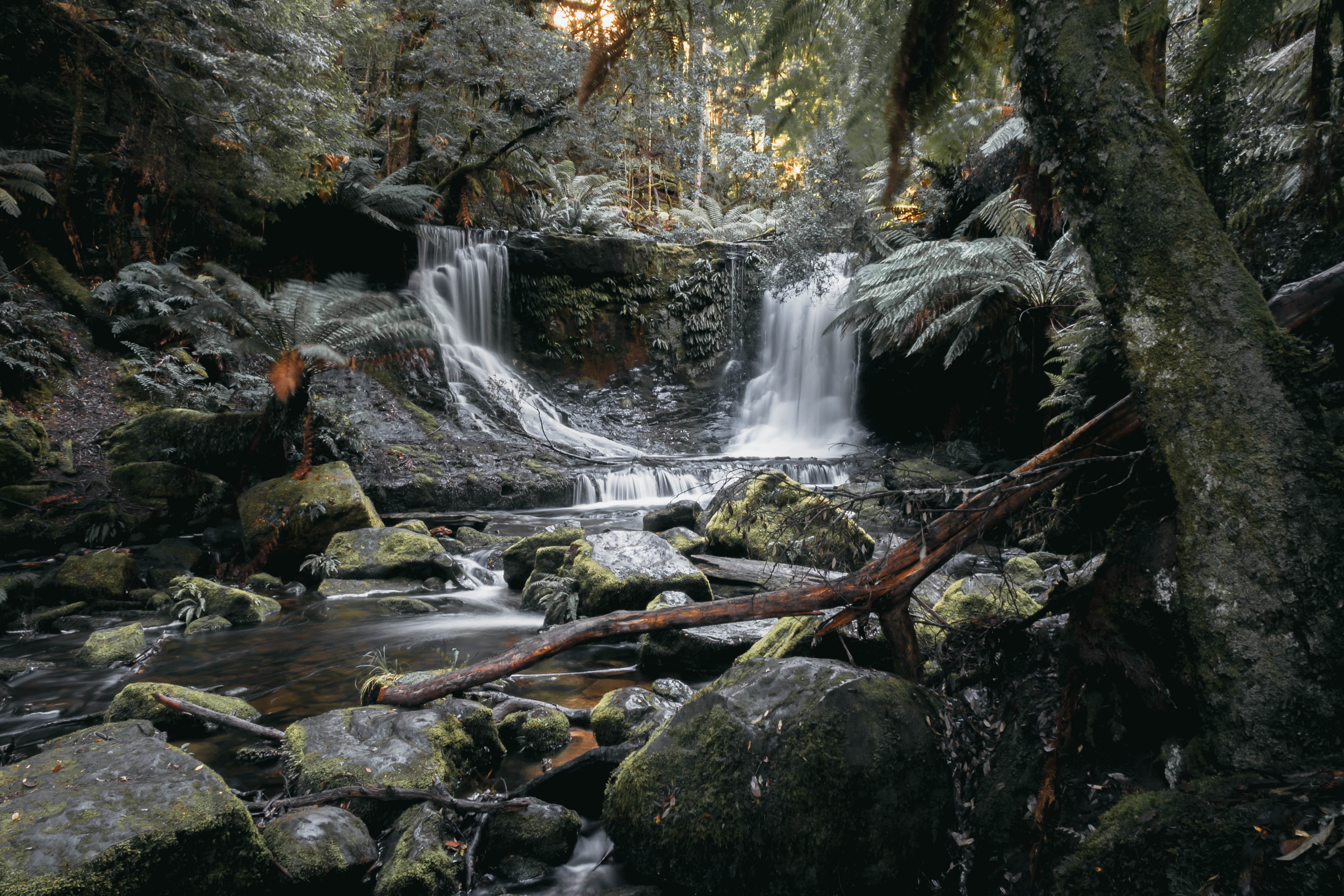 tassie 2