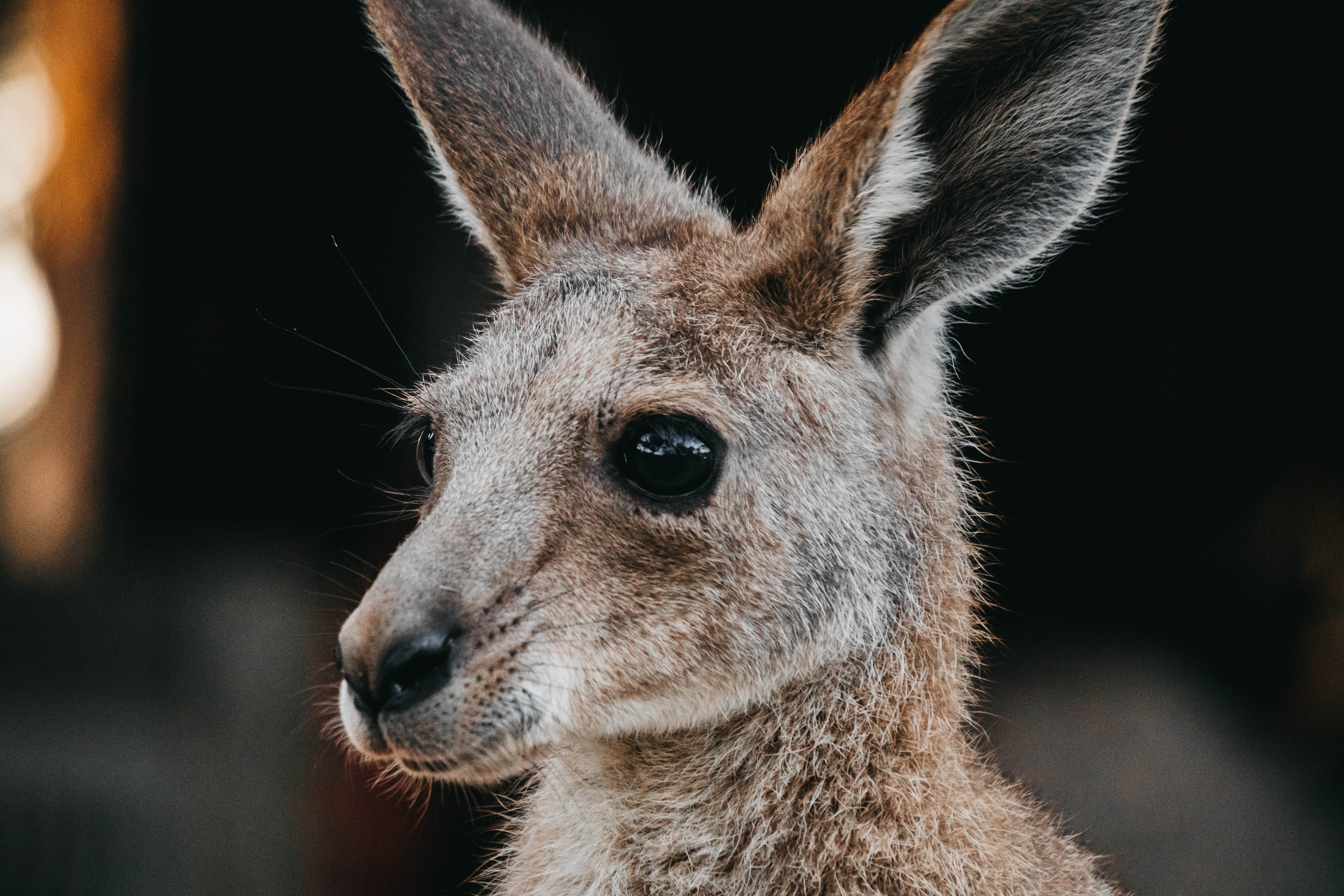 HorizonKangaroo12