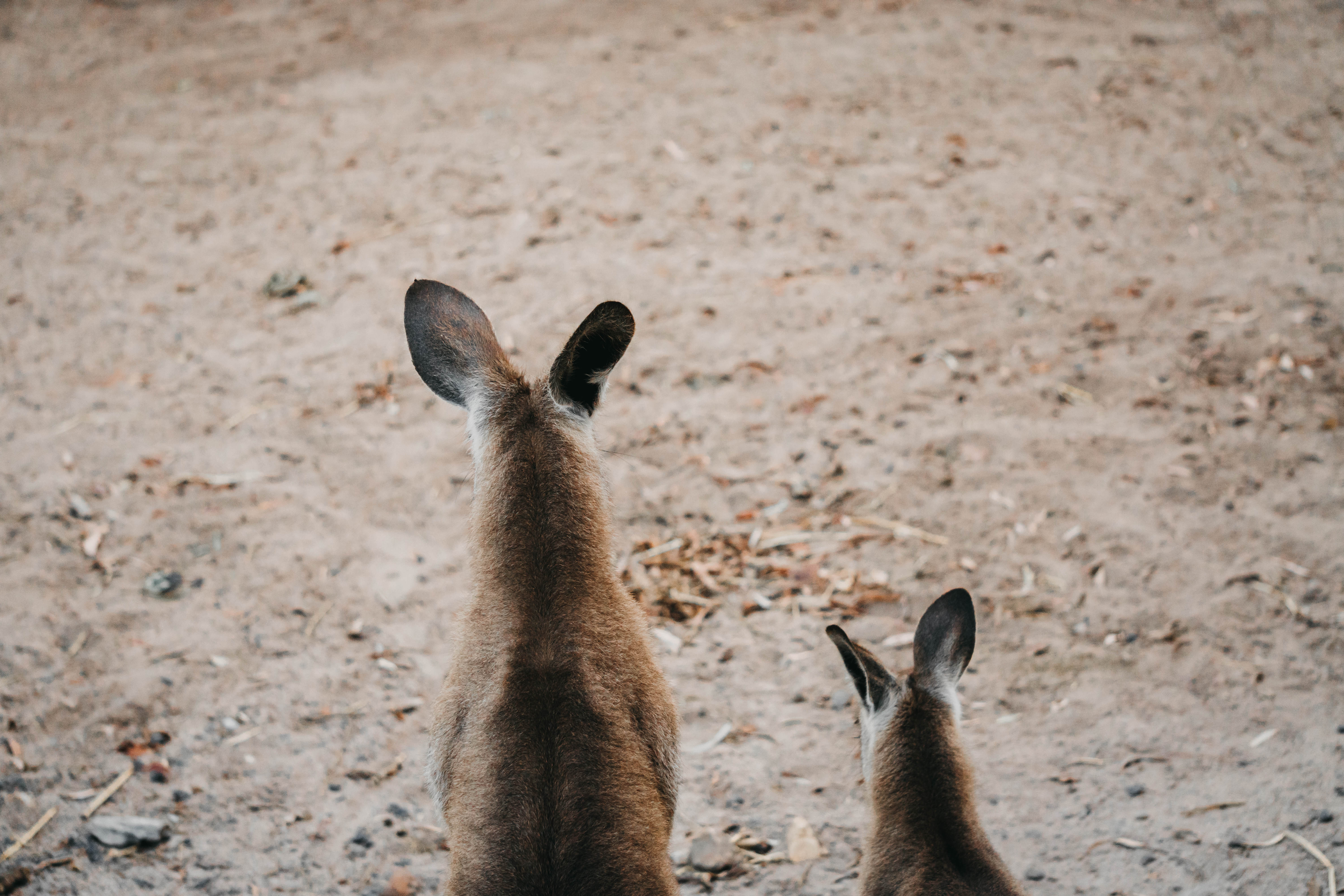 HorizonKangaroo21