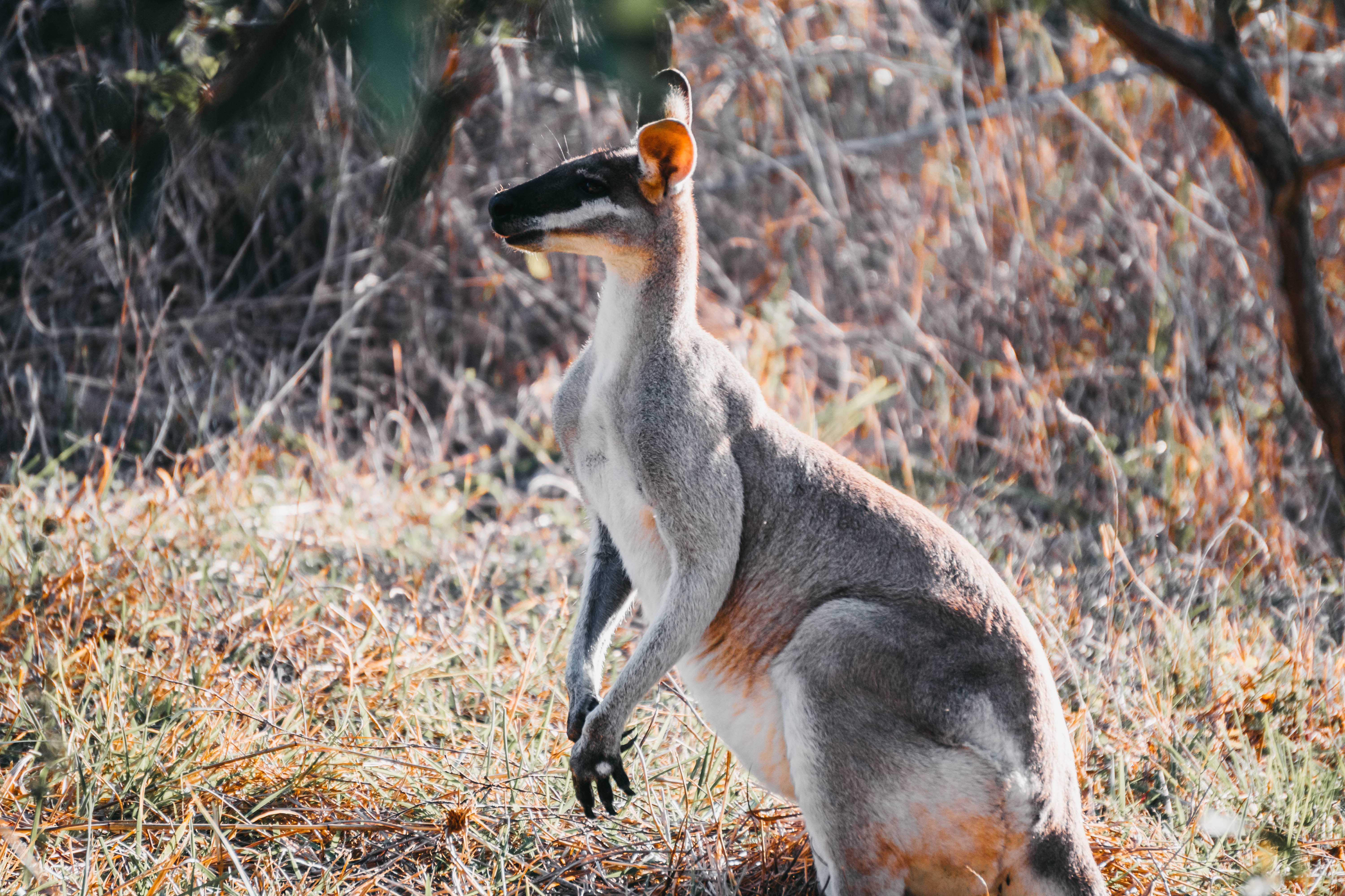 HorizonKangaroo43