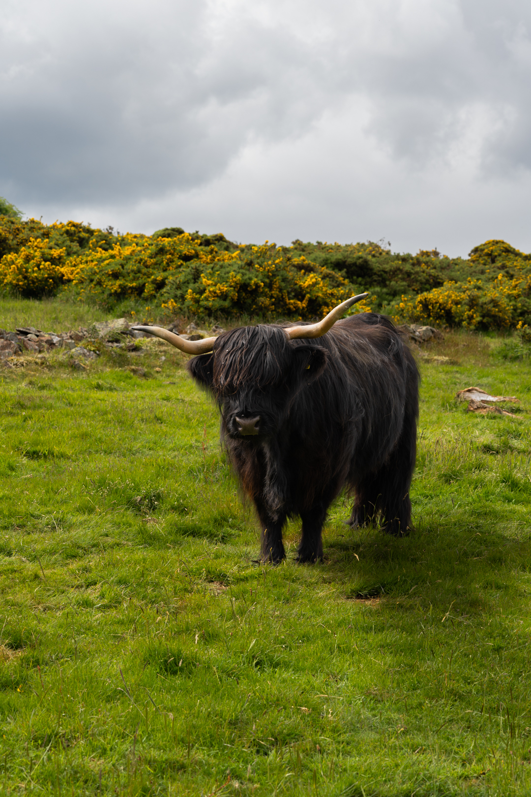 Scotland 27