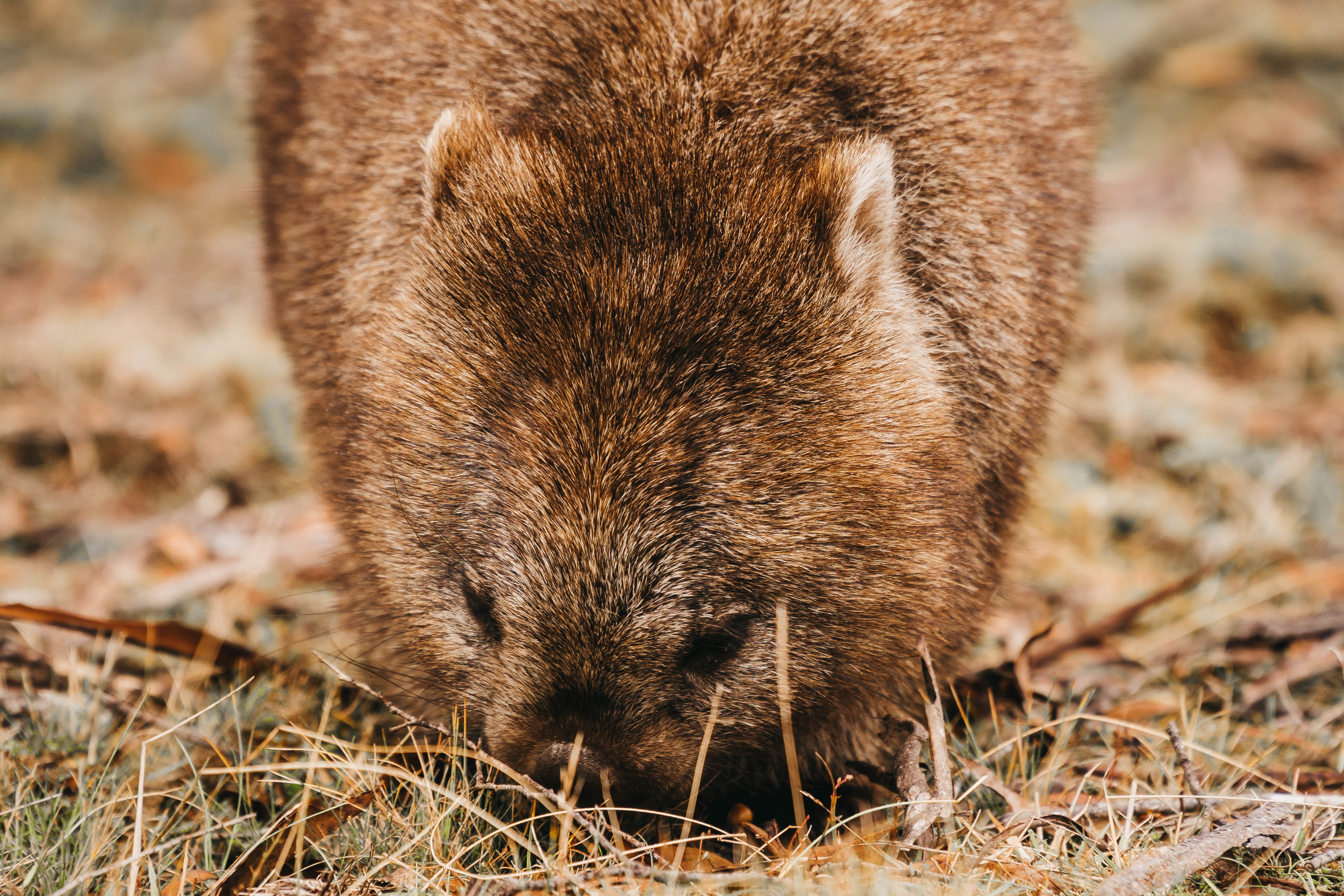 Tassie 7