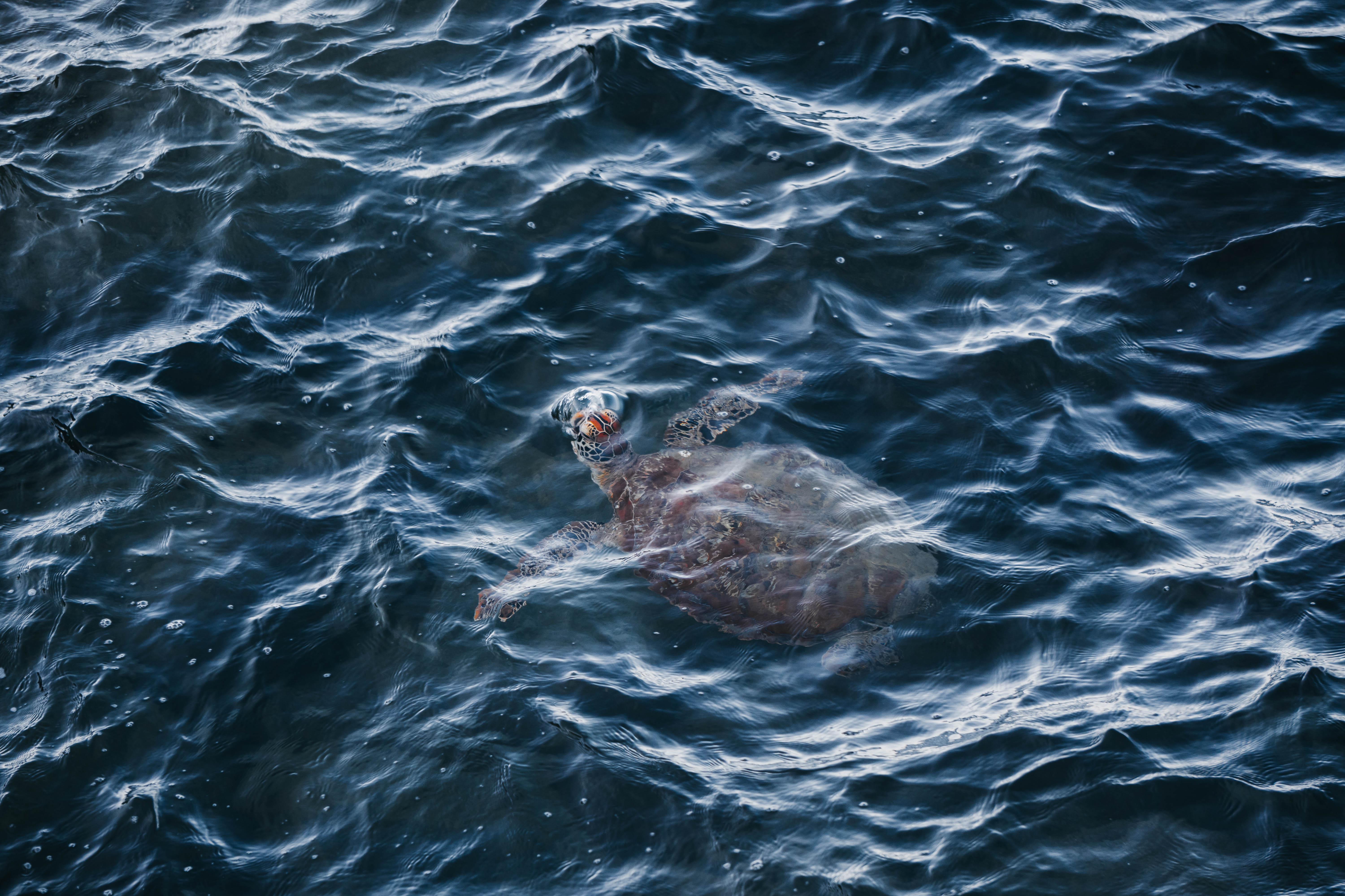 Turtle6